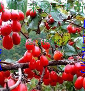 山茱萸枣苗包活10年老店观果植物