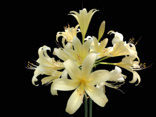 黄长筒石蒜/彼岸花 Lycoris longituba var. flava 香味 满额包邮