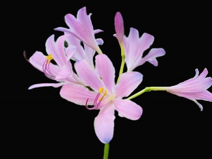 稀有杂交石蒜 长筒换锦杂交