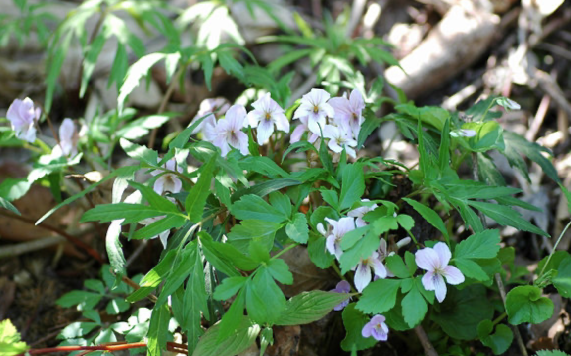 日本裂叶堇菜 叡山堇 viola eizanensis 耐阴易种花期长