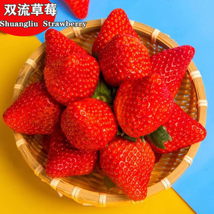 草莓新鲜草莓巧克力草莓红颜奶油牛奶味四川成都双流冬大鲜水果