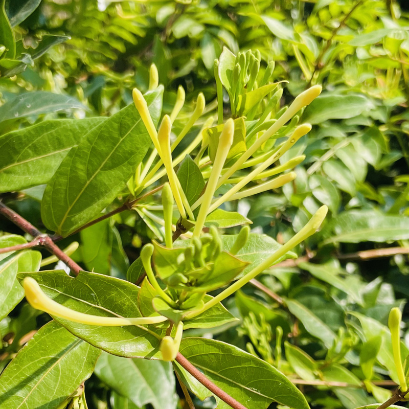云南哀牢山2000米高山的天然金银花半斤250克装滇山银花 今年新货
