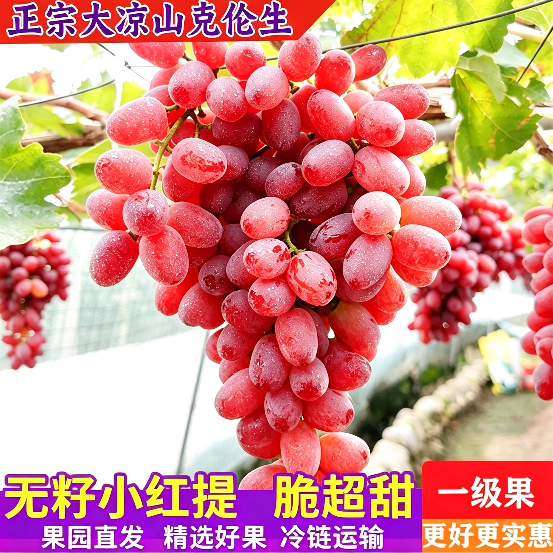 「甄选克伦生葡萄」热销TOP商家