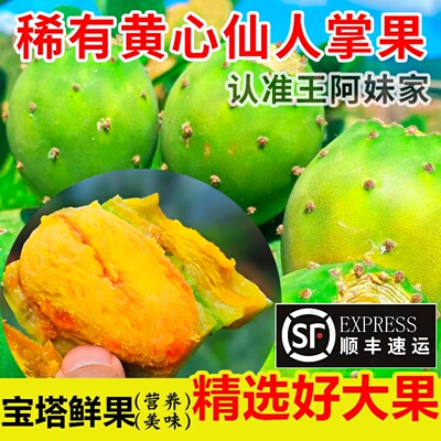 【宝塔黄芯稀有】仙人掌果-超值