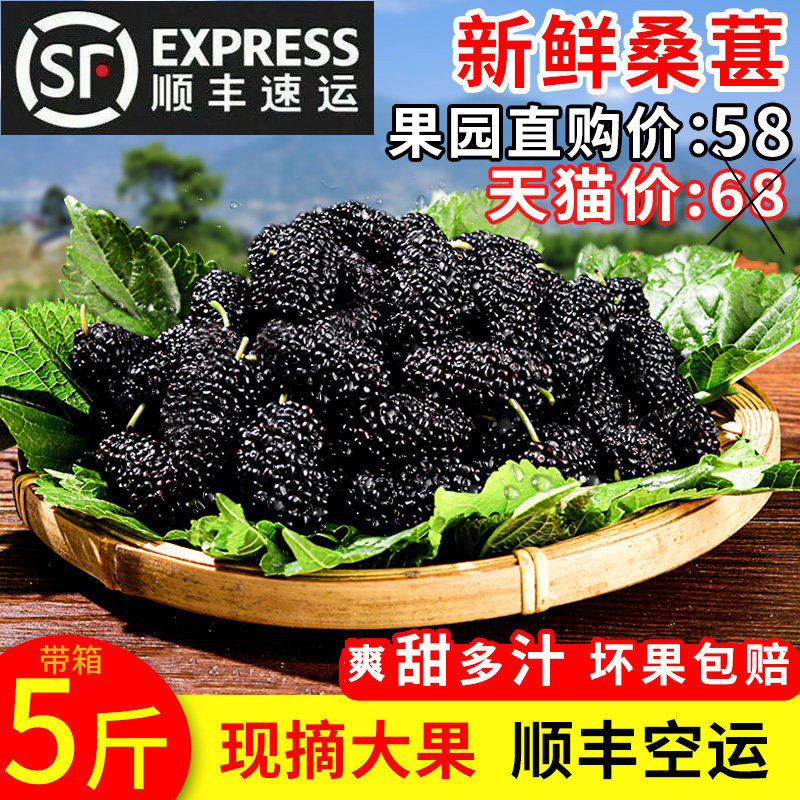 【顺丰空运】新鲜桑葚水果现摘四川椹子黑酒膏酵素带箱5斤大凉山