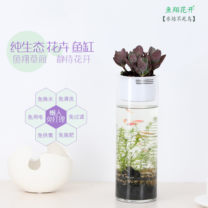 不死鸟 多肉 纯水培绿植室内花卉免换水免清洗好养水养 鱼翔花开