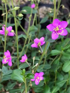 ssp 新种非洲原生块根枝杆番杏Aizoaceae 团购 多肉 2018秋季