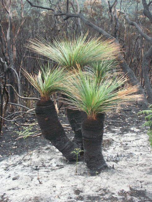 【2019春季团购-xanthorrhoea glauca澳洲蓝宝石草树】多肉块根