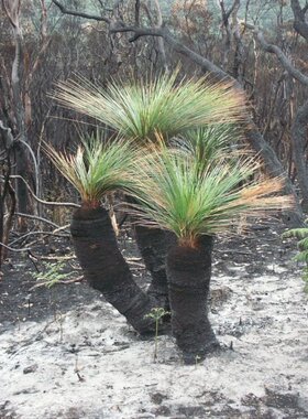 【2019春季团购-xanthorrhoea glauca澳洲蓝宝石草树】多肉块根