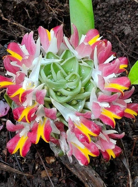 Curcuma ecomata ssp新发现花色苏西普暹罗花