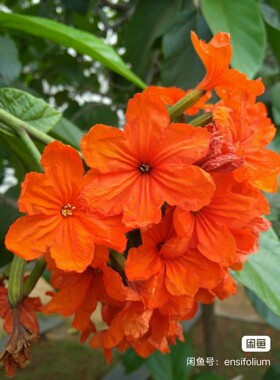 Cordia sebestena丽花雪蜜果，芳香水果观花灌木