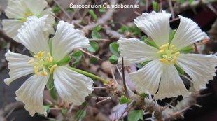 【2017夏团购-珍稀块茎植物Sarcocaulon camdeboense龙骨葵】多肉