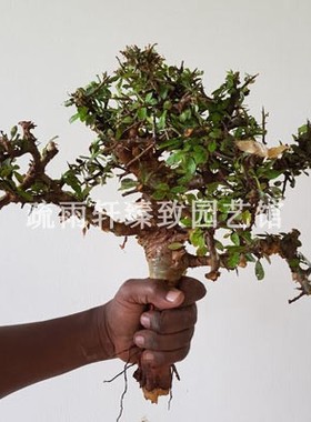 【2018夏团-非洲珍稀块根Commiphora eminii艾美丽没药橄榄】多肉