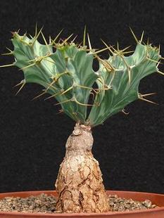 【2017夏季团购-珍稀块茎植物euphobia buruana块茎大戟】多肉