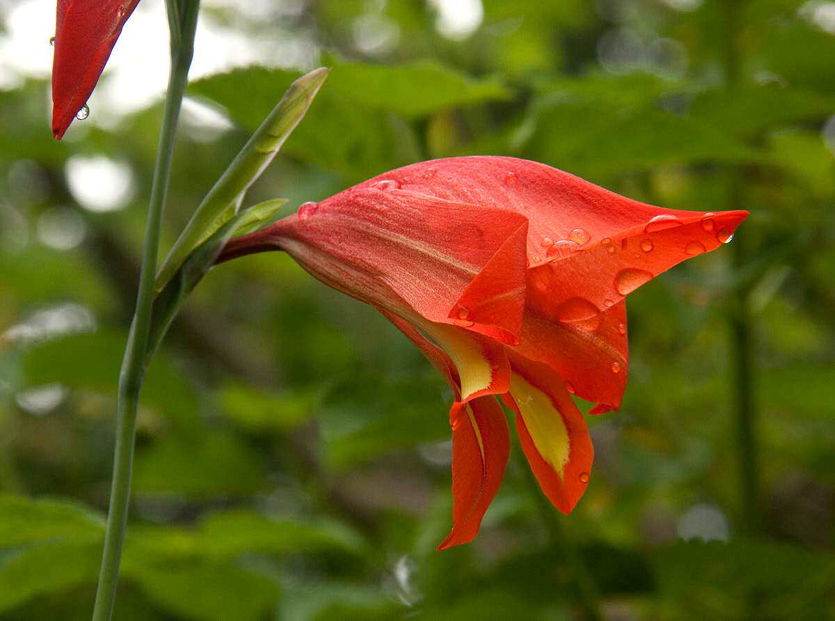 【2017秋团-非洲珍稀块茎植物gladiolus decoratus原生剑兰】多肉
