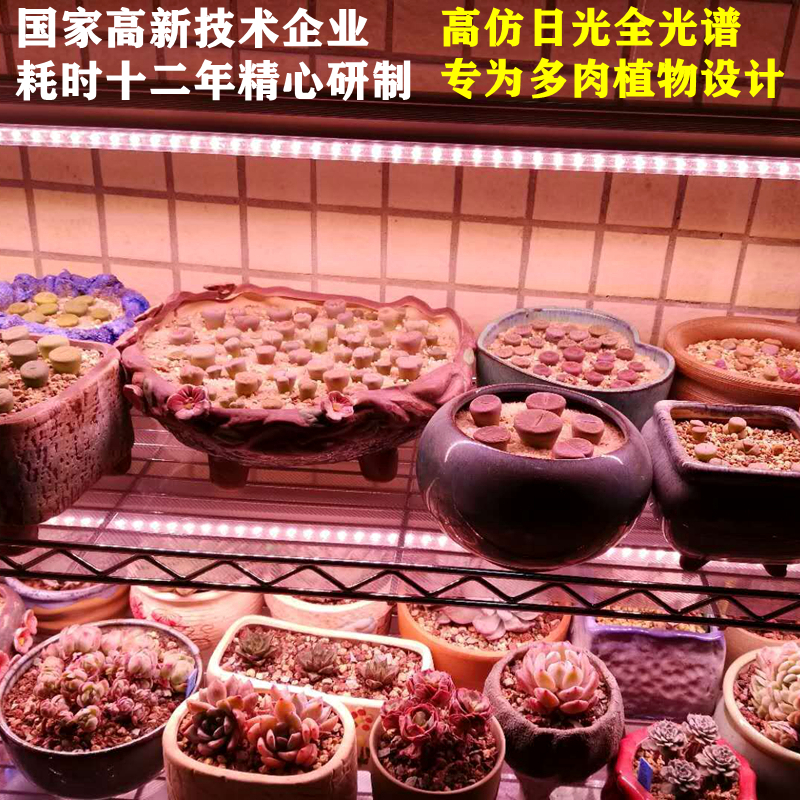 国家高企研制 多肉植物专用LED全光谱生长灯仿太阳防治徒长上色快
