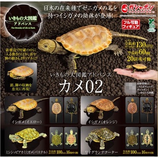 包邮 现货 万代 扭蛋 生物大图鉴 龟 2 红耳龟 锦龟 火焰龟