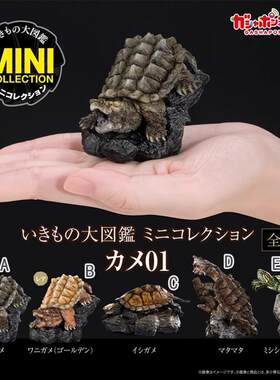 包邮现货 万代 扭蛋 迷你 生物大图鉴 海龟1北美大鳄龟石龟蛇颈龟
