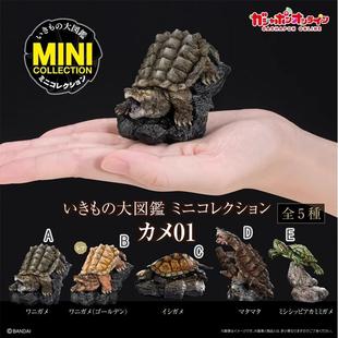 包邮现货 万代 扭蛋 迷你 生物大图鉴 海龟1北美大鳄龟石龟蛇颈龟