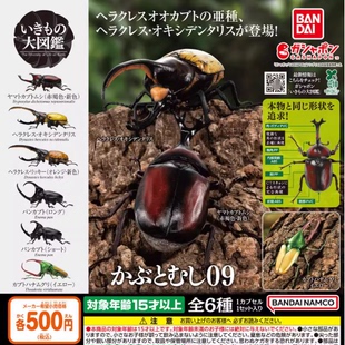 万代 生物大图鉴 独角仙 包邮 大兜虫 扭蛋 现货 甲虫