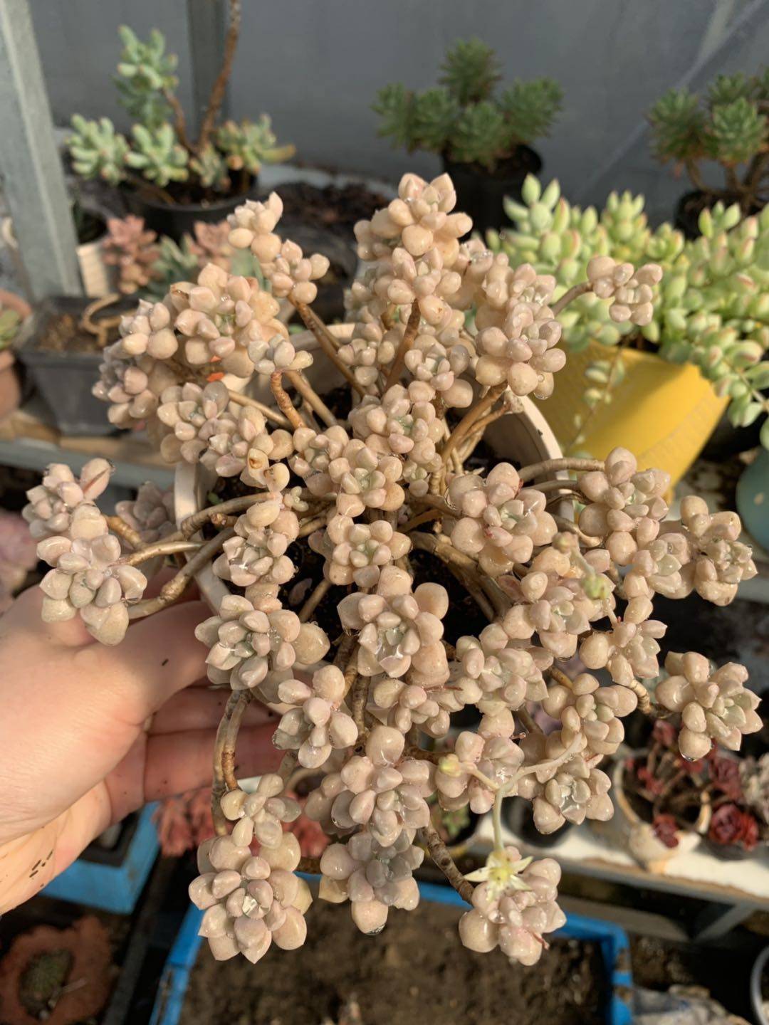 向阳园艺 多肉植物 圆叶 粉姬秋丽 多头老桩 一物一拍 包邮
