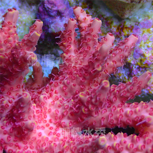 轴孔珊瑚硬骨珊瑚活体珊瑚sps珊瑚sps断枝珊瑚 粉色薇琪 美国RR