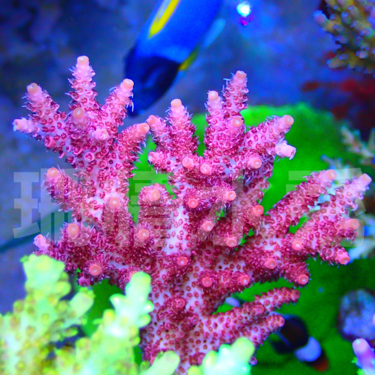 红寿司 红色 鱼鳞 印尼 活体珊瑚硬骨sps断枝顺丰空运包损