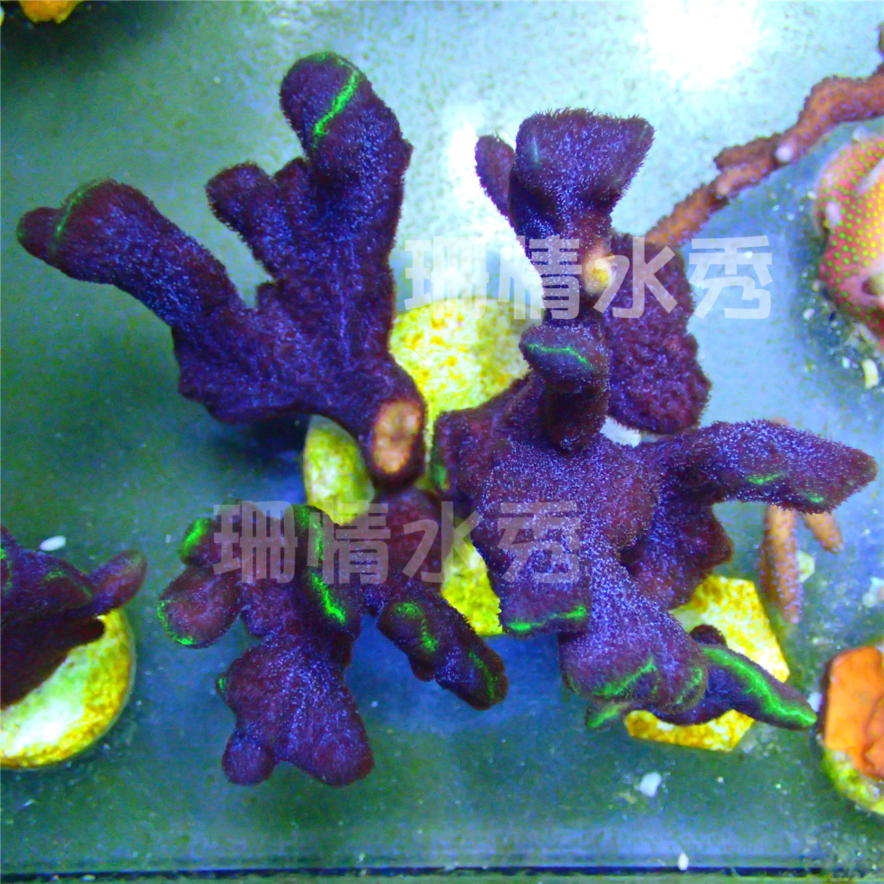 黑寡妇 新手 易养 好活 新缸试水 活体硬骨sps 海水缸 珊瑚