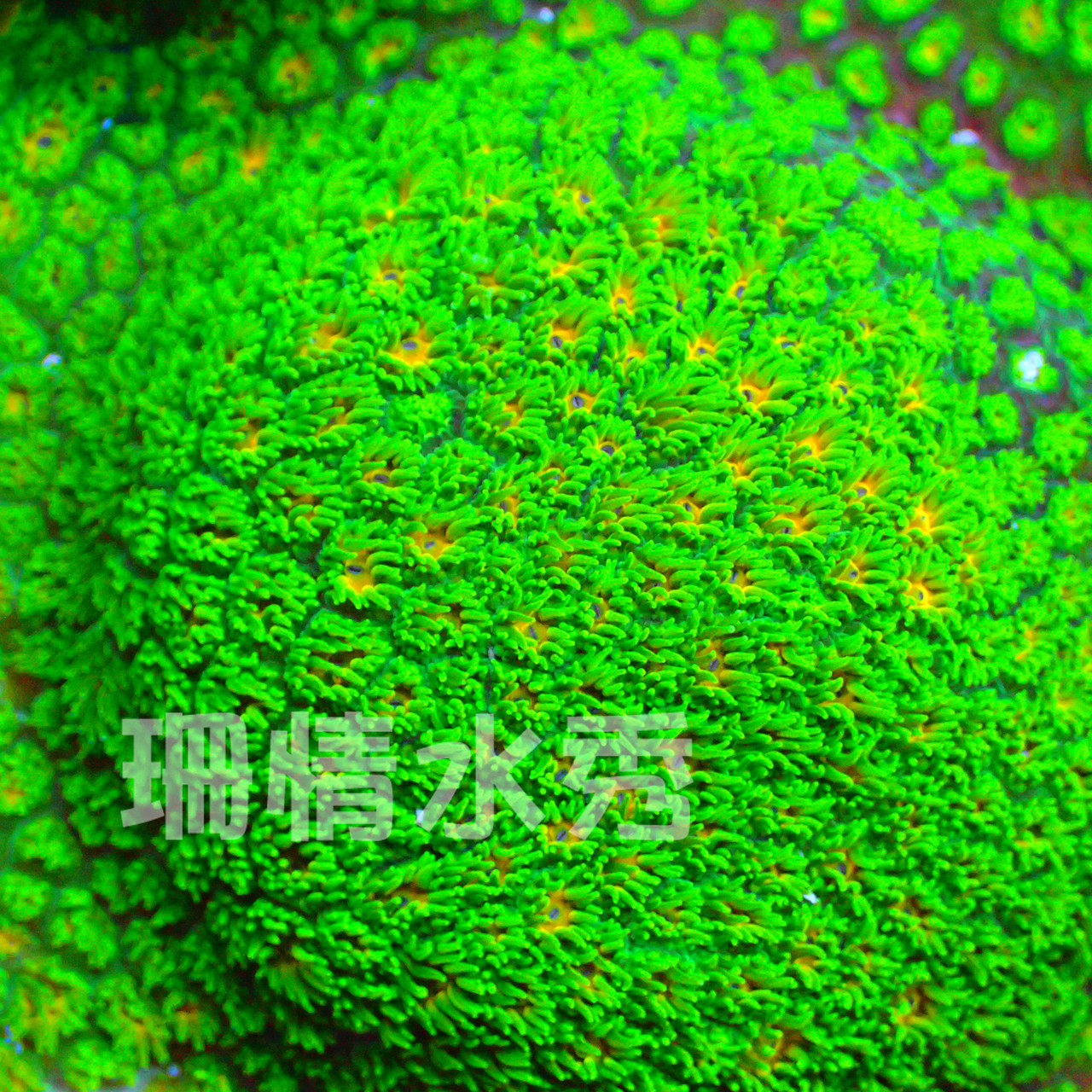 金眼马蹄花微孔珊瑚石瓦活体断肢断枝m属活体珊瑚软体珊瑚人工lps