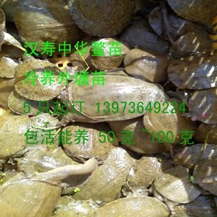 外塘生长甲鱼苗生态小龟塘边直发