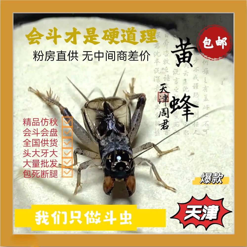 东北虫行天津周军冬版黄蜂精品仿秋虫 蟋蟀活体 斗蛐蛐斗秋虫包邮