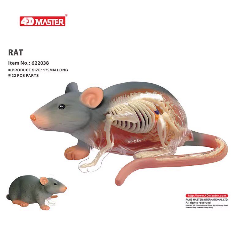 4D MASTER 老鼠解剖内脏骨骼器官模型动物医学教学小白鼠拼装玩具