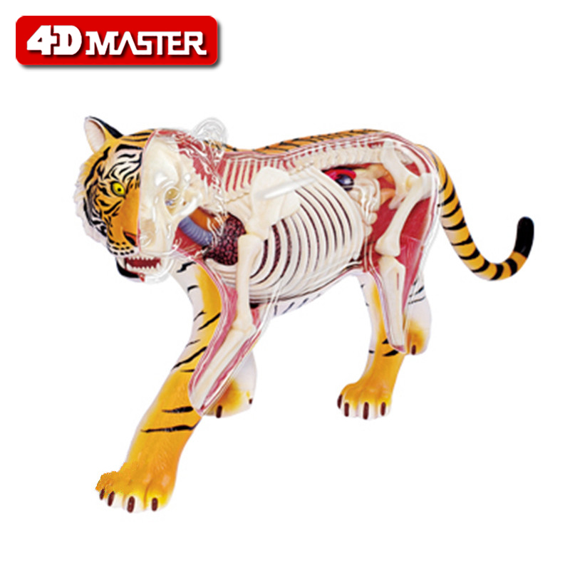 4D master 老虎解剖拼装模型仿真动物模型儿童益智玩具幼儿园教具