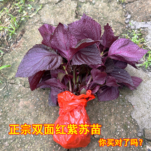 农家双面紫紫苏苗苏子苗可食用包肉烧鱼去腥提鲜全紫老品种红紫苏
