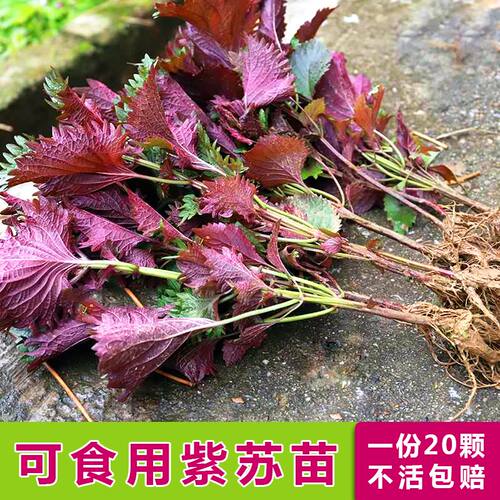 农家可食用紫苏苗带土 双面紫绿苏苗圆皱叶包肉烧鱼去腥提鲜全红