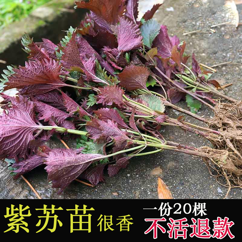 农家紫苏苗20棵带根带土发 农家现摘皱叶苏苗盆栽浓香可食用 鲜花速递/花卉仿真/绿植园艺 绿植 原图主图