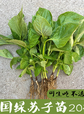 韩国绿苏子苗20棵不好包退