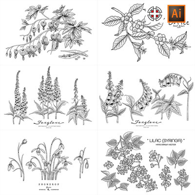 咖啡可可雪莲花羽扇豆毛地黄白描线条素描插画AI矢量设计素材