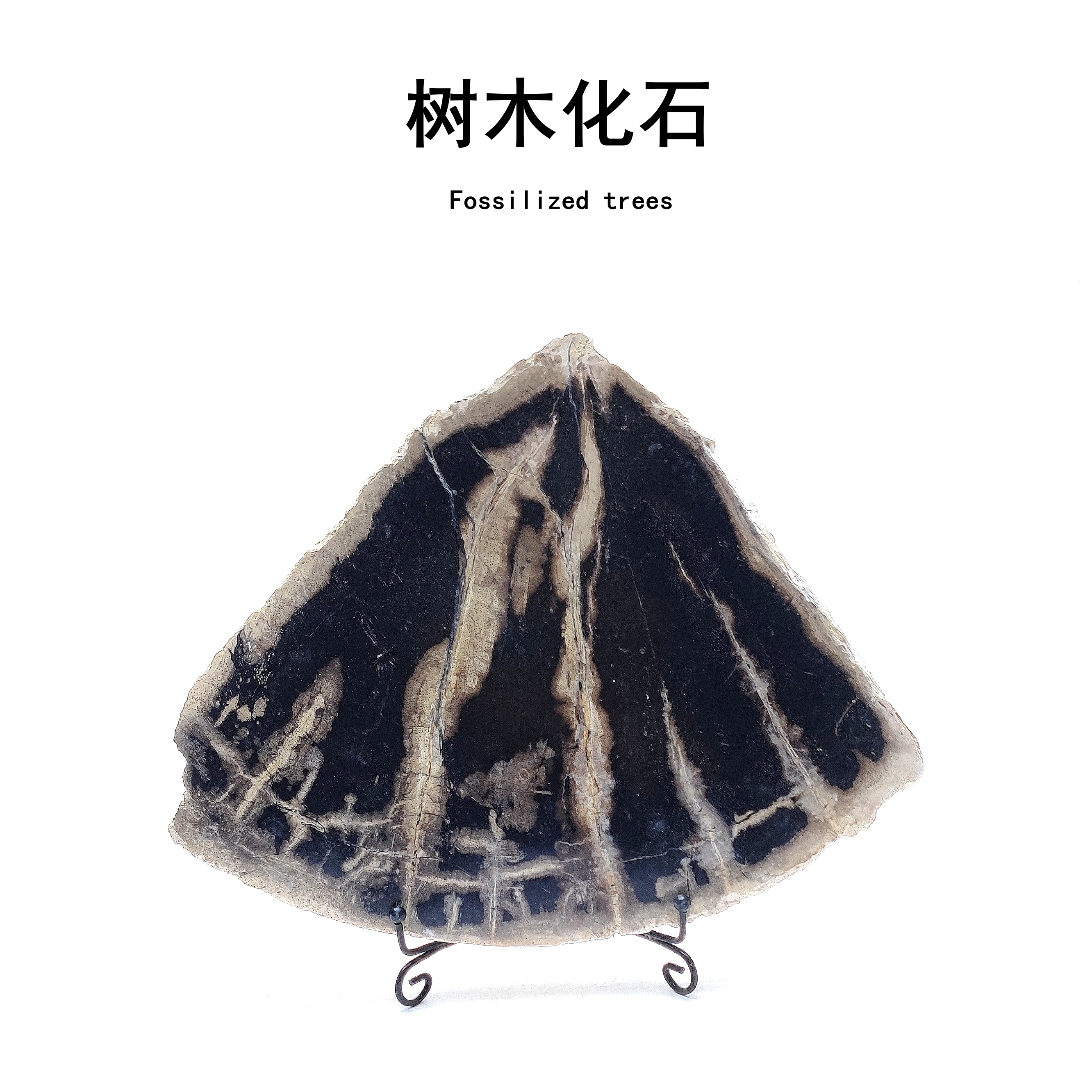 天然树木化石硅化木切片摆件茶盘复古装饰标本原石奇石头家居摆件