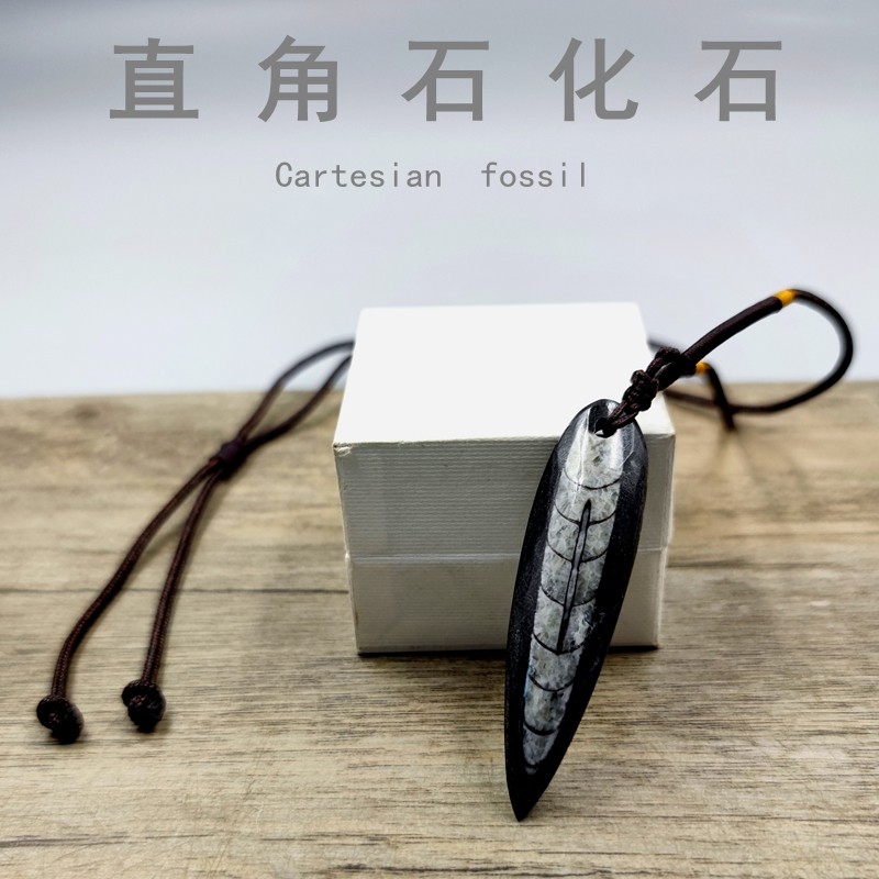 天然震旦角石古海洋生物化石直角石化石头标本吊坠项链科教礼物