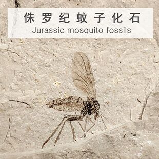 辽西内蒙古侏罗纪天然精品蚊子化石昆虫动物地质科普教学标本收藏
