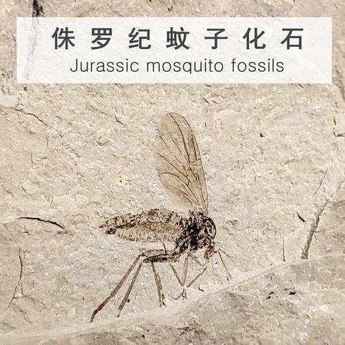 侏罗纪蚊子化石昆虫标本摆件