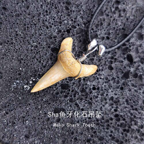 天然古海洋生物鲨鱼牙齿化石标本