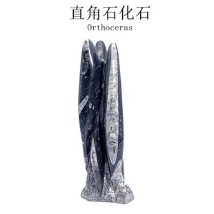 摩洛哥古生物天然化石直角石化石奥陶纪化石摆件地质科普教学标本
