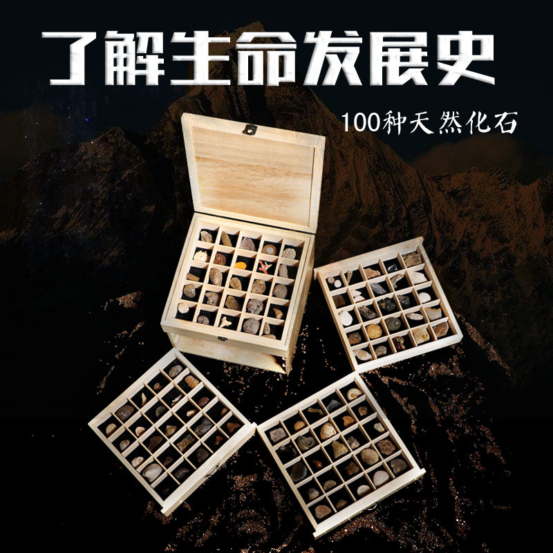 天然100种古生物化石狼鳍鱼动物植物三叶虫菊石琥珀标本礼盒套装