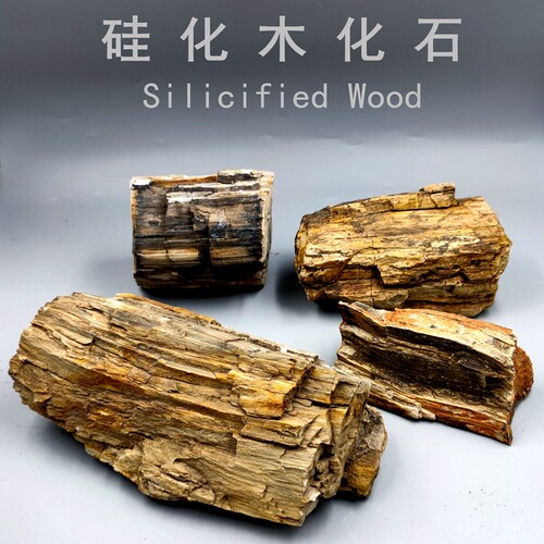 天然摆件标本科普教学木化石摆件