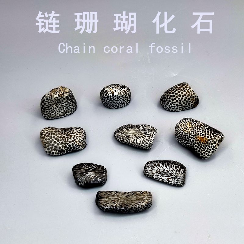 天眼标本动物科普教学珊瑚化石