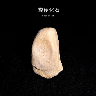 摩洛哥白垩纪天然古生物鱼类粪便化石摆件地质科普教学标本观赏石