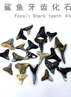 美国鲨鱼牙齿化石标本动物