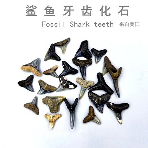美国鲨鱼牙齿化石标本动物